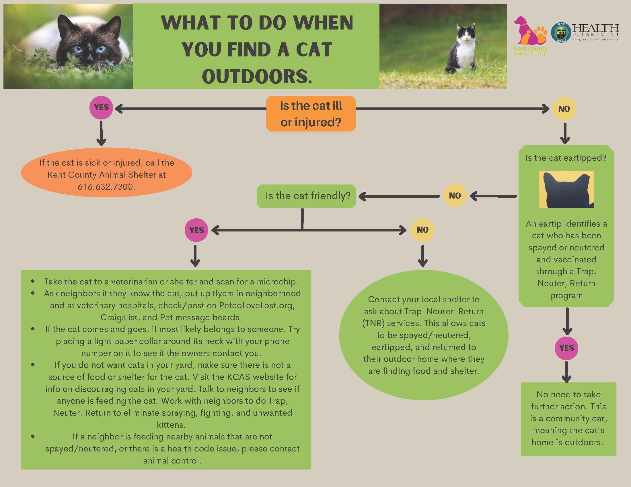 What to do when you find a cat outdoors