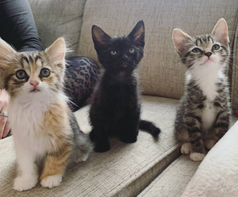 Kittens sitting on a couch, looking up at the camera