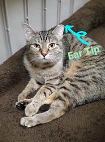 Cat with a tipped ear