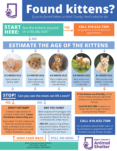 Kitten Guide - What to do if you find kittens in Kent County