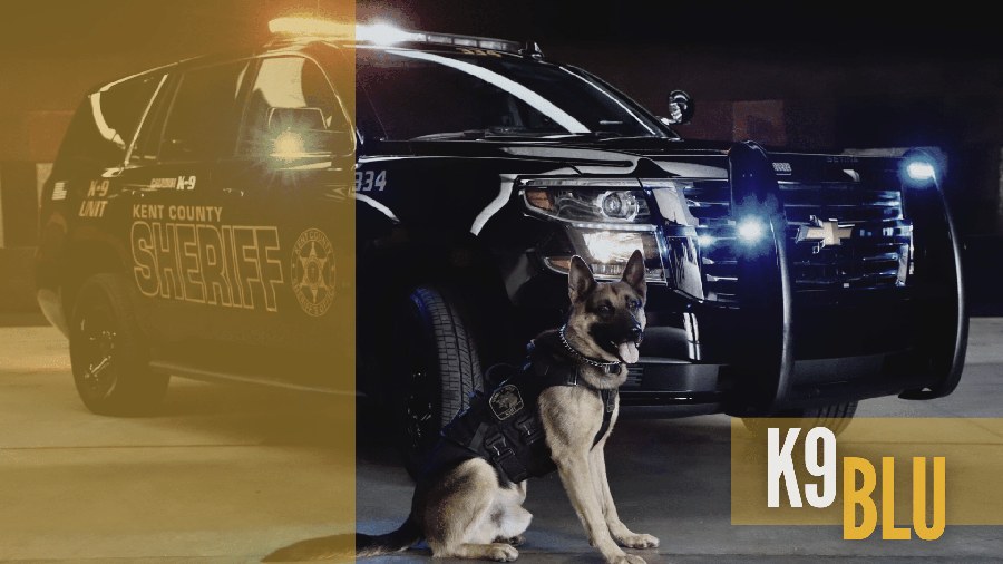 K9 Officer Blu, a young German Shepherd, stands in front of a cruiser and looks out to the viewer